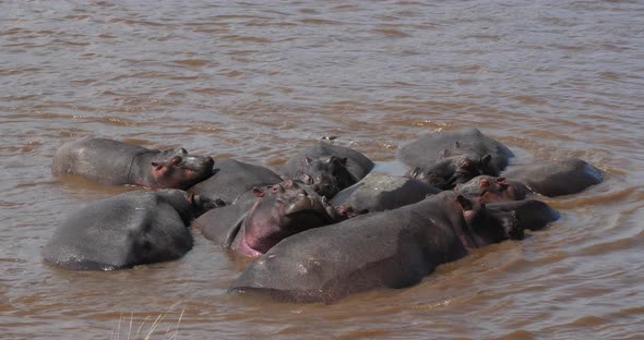 Hippopotamus, hippopotamus amphibius, Group standing in River, Masai Mara park in Kenya alt