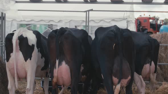 Four milking cows in a stall