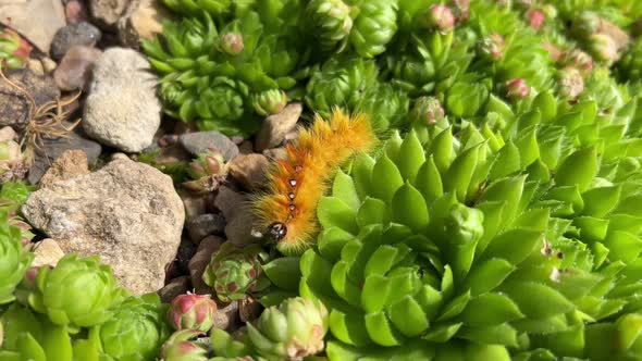 Bright multi colored beautiful caterpillar Acronicta Aceris insect