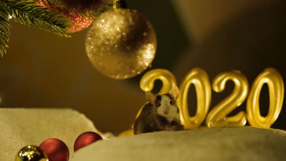 Gray Rat Eats Sitting Under a Christmas Tree on The Background of The Scenery of The New Year 2020.