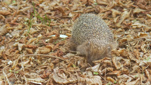 Wildlife Animals  Hedgehog Looking for Food