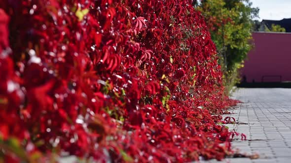Fence In The Virginia Creeper