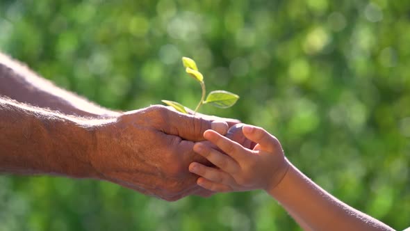 Senior man and child holding young green plant in hands