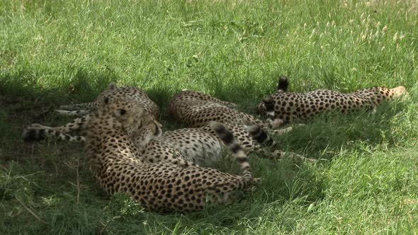 Cheetah (Acinonyx jubatus)  "the five brothers" of the Maasai Mara, relaxing together in the shade o alt