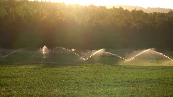 Irrigation Water Is Spraying Green Field. alt