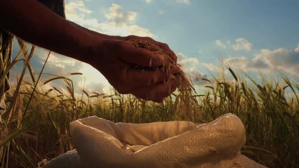 Close Up Silhouette of Farmer Man's Hands with Cereals Wheat Grains alt