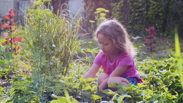 Little Cute Girl is Eating Strawberry Sitting Near the Plant Bed in the Garden