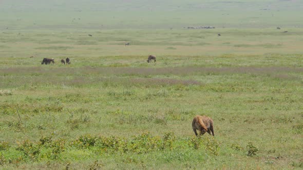 Hyeana walking and searching for prey in Ngorongoro crater Tanzania alt