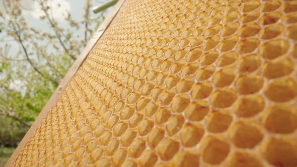 Camera Slides Over on Empty Wax Honeycombs alt