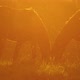 Horses Slow Motion - VideoHive Item for Sale