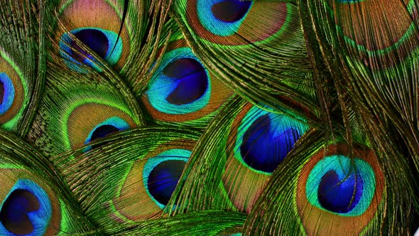 Very Beautiful Peacock Feathers. Natural Rotating Colorful Pattern. Macro Close-up View. . Can Be alt