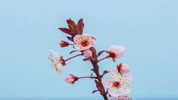 Plum Flower on Blue alt