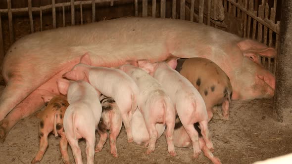 Being happy while suckling mom pigs, sucking mother milk. alt