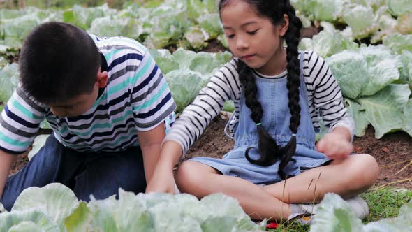 Boy and girl enjoy on a cabbage farm
