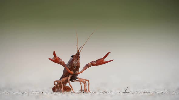 Crayfish in Defending Position Against Blurred Background