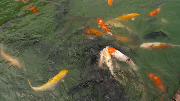 Koi Fish and Silver Carp in Pond Eating. alt