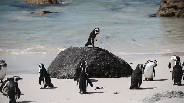 One Penguin Standing on a Stone Surrounded By Other African Penguins at Famous Boulders Beach