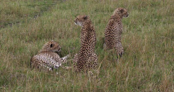 Cheetah, acinonyx jubatus, Adults standing on Grass, Masai Mara Park in Kenya, Real Time 4K alt