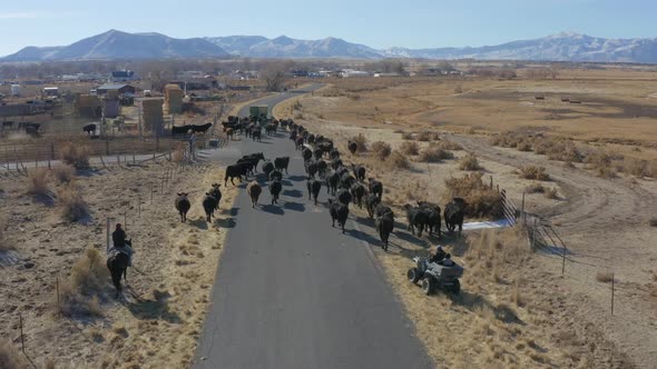 Drone shot of cows being herded down a rural road by a cowboy and quad on a cold sunny day alt