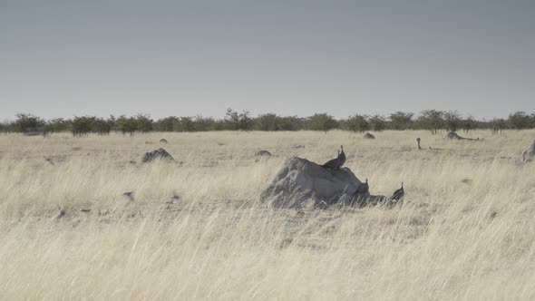 Birds in the Savannah