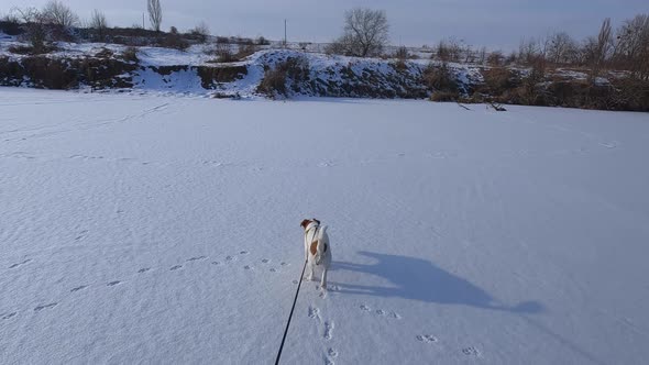 Jack Russell Terrier walking in the snow. Walking the dog on a leash. Slow motion alt