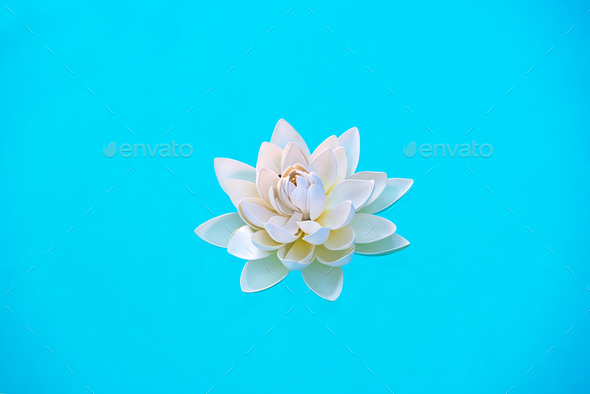Single white water lily flower floating on water Stock Photo by Photology75