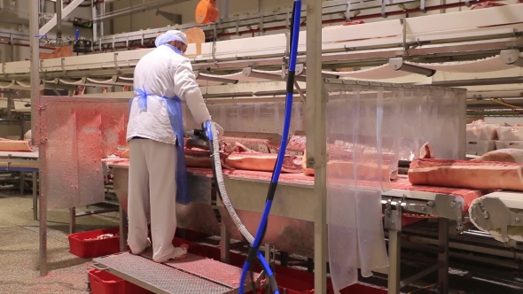 Butchering a Pig Factory In Conditions Of Sterility.