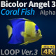 Fish Bicolor Angelfish 3 - VideoHive Item for Sale
