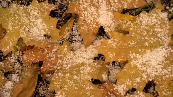 Yellow Leaves Canadian Maple in Snow alt