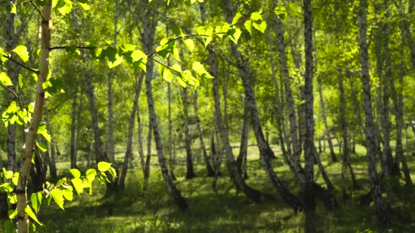 Birch Forest in Early Spring in the Transmitted alt