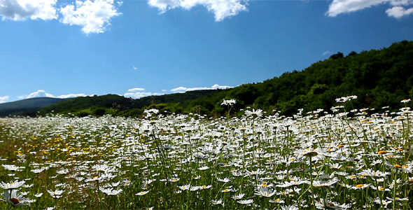 Valley With Camomile Flowers