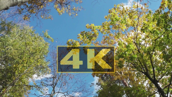 Falling Leaves In Autumn Forest. The Leaves Slowly Fall Down In The Wind 2