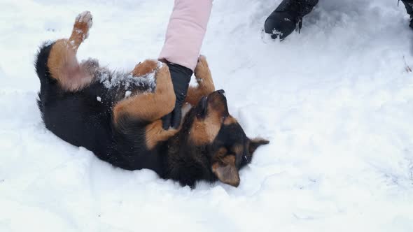 Play with Dog on Winter Playground alt