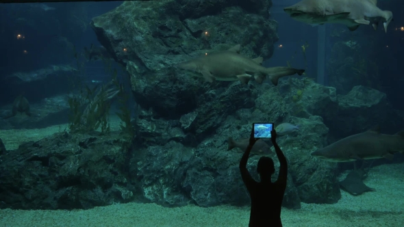 Woman In Oceanarium With Sharks alt