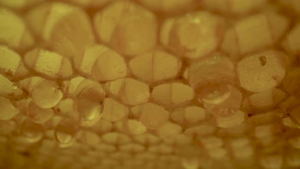 Frame of Honeycombs with Dripping Thick Honey From Cells alt