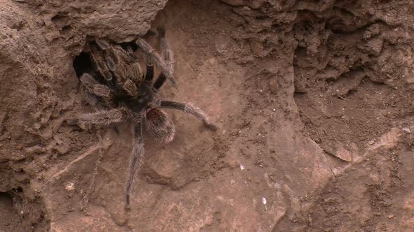 Huge Tarantula Spider in its Natural Habitat