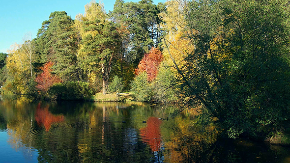 Ducks on Autumn Lake