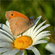 Butterfly And Camomile - VideoHive Item for Sale
