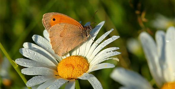 Butterfly And Camomile