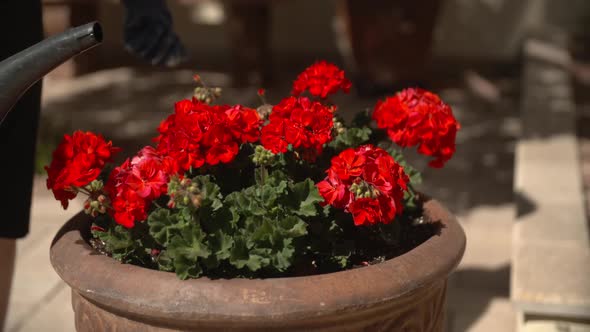 Florist Watering Red Flowers Close Up Gardening Pot