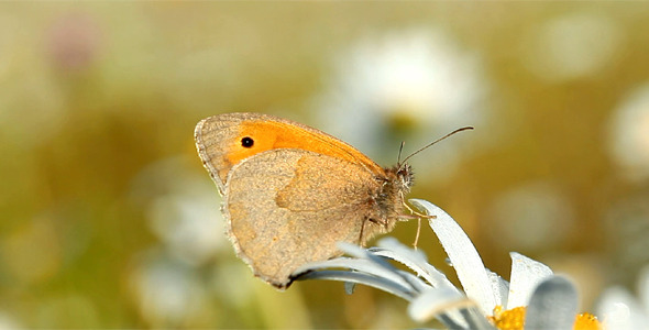 Butterfly And Camomile