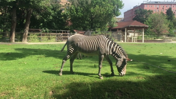 African Zebra Moscow Zoo, Russia.