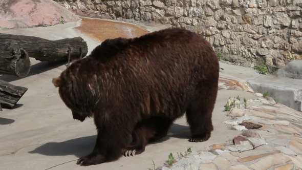 Brown Bear In Zoo Park