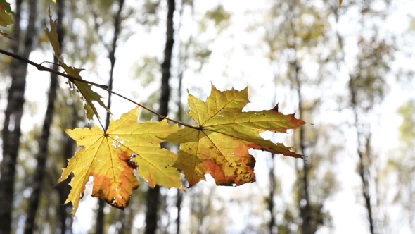 Sun Shining Through Fall Leaves Blowing In Breeze