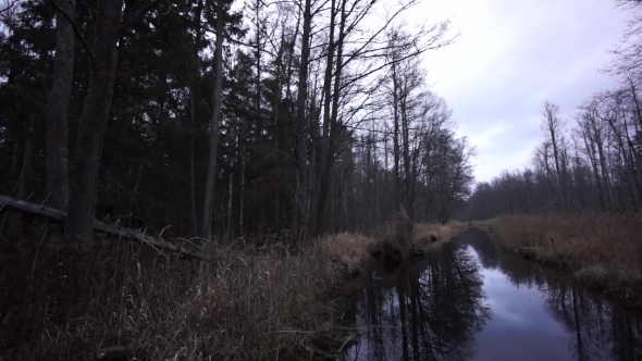 Stream In The Forest In Late Autumn