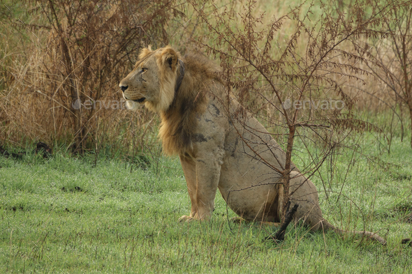 Old male lion with scars sit in the grass