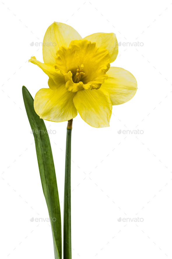 Flower of yellow Daffodil (narcissus), isolated on white backgro