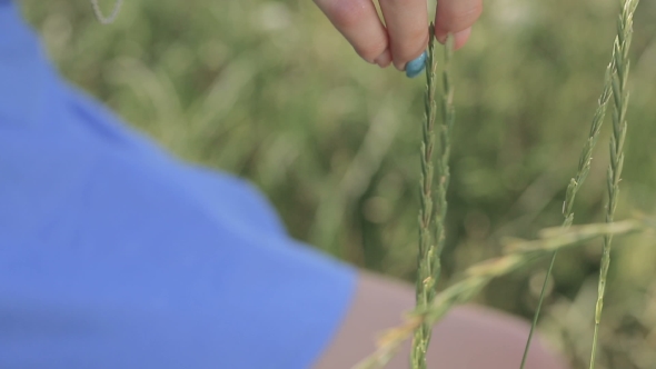 Female Hand Touches The Spikelets