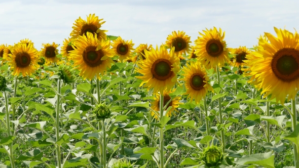 Field Of Blooming Sunflowers