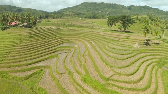 Rice Fields In The Philippines, Stock Footage | VideoHive